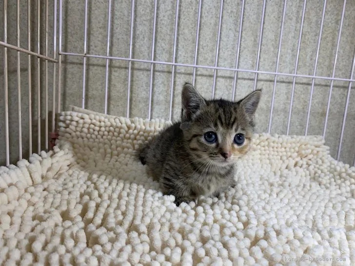ID:2109-01847の子猫