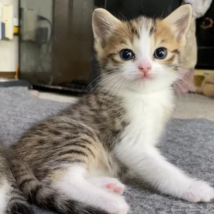 ID:2404-02450の子猫