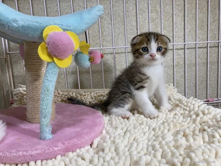 ID：2109-02170の子猫