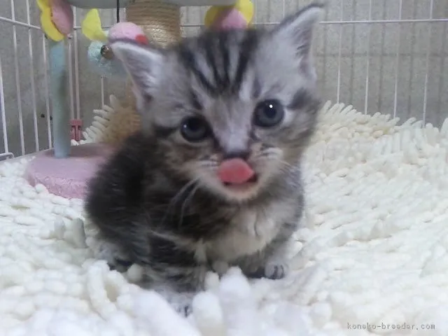 ID:1803-00604の子猫