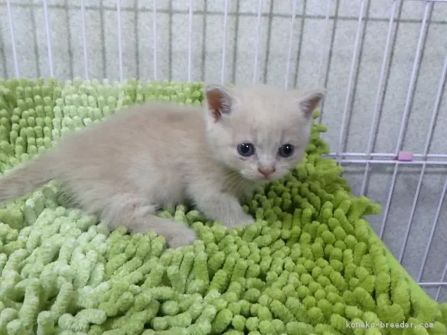 ID:1610-00150の子猫