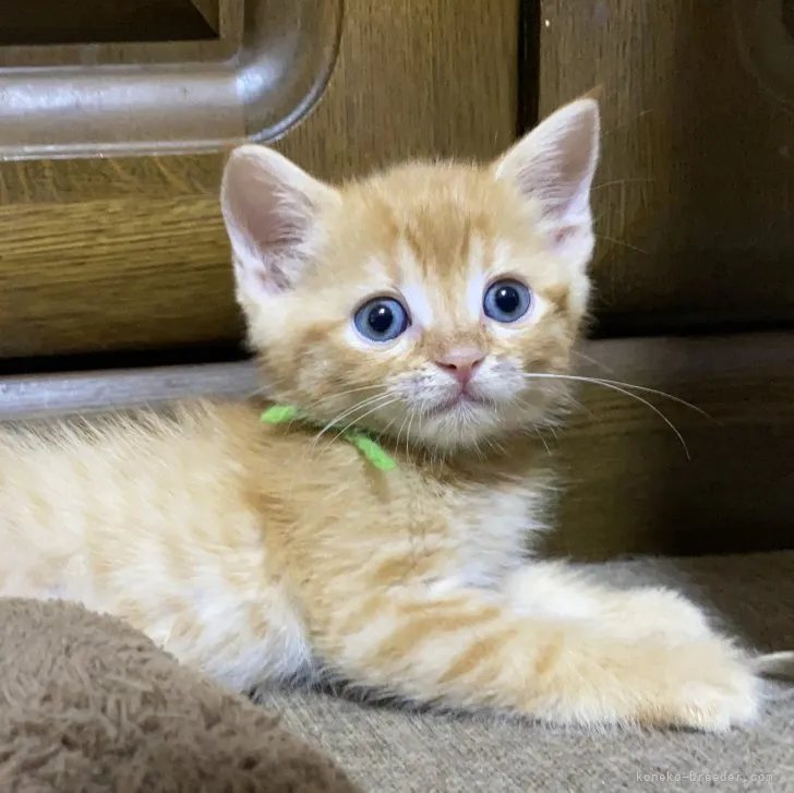 ID：2307-01791の子猫