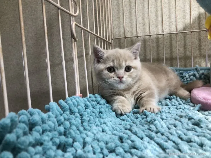 ID:2103-01388の子猫