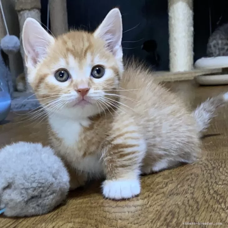 ID:2409-00483の子猫