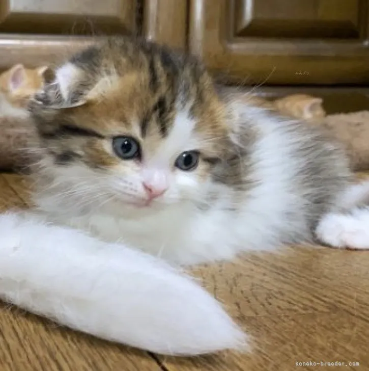 ID：2309-00193の子猫