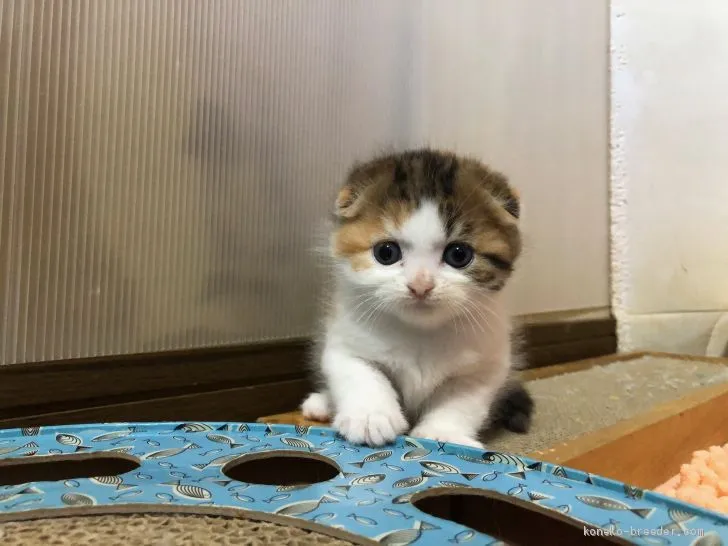 ID：2002-01075の子猫