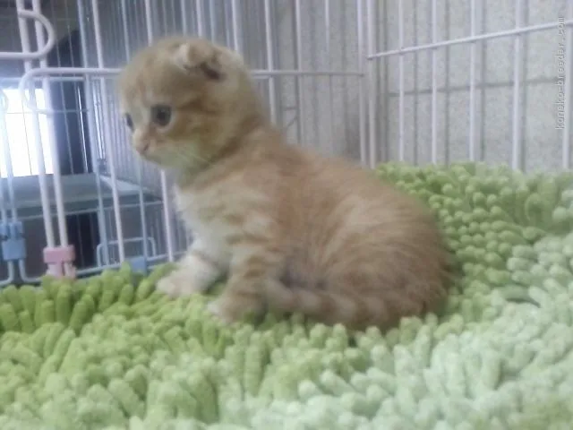 ID：1611-00029の子猫