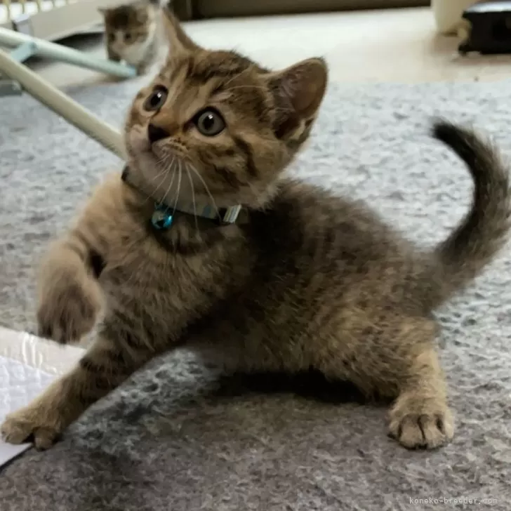 who 様のお迎えした子猫