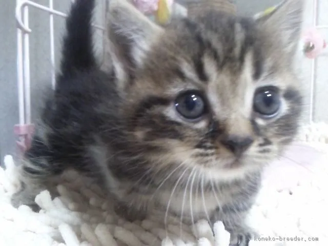 ID:1710-01119の子猫