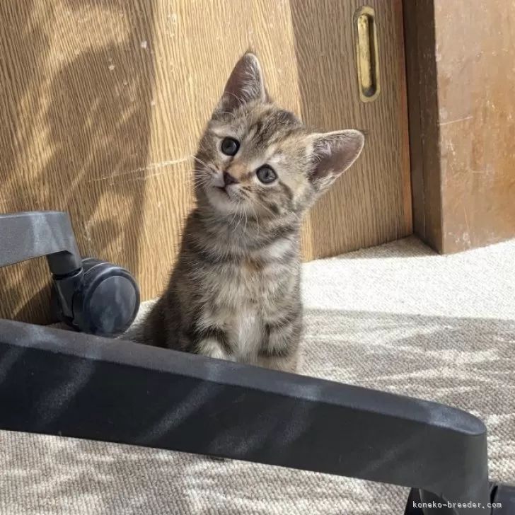 ID：2402-01591の子猫