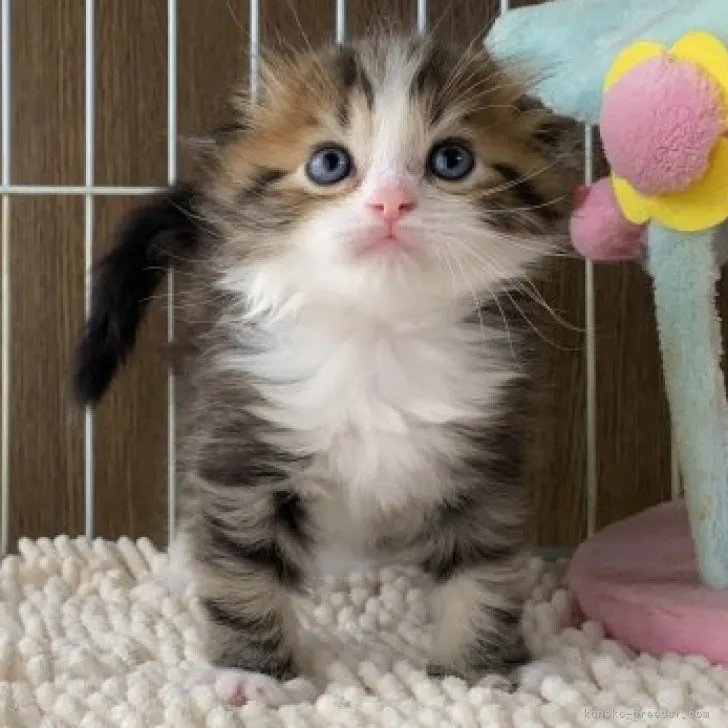 ID：2304-01697の子猫