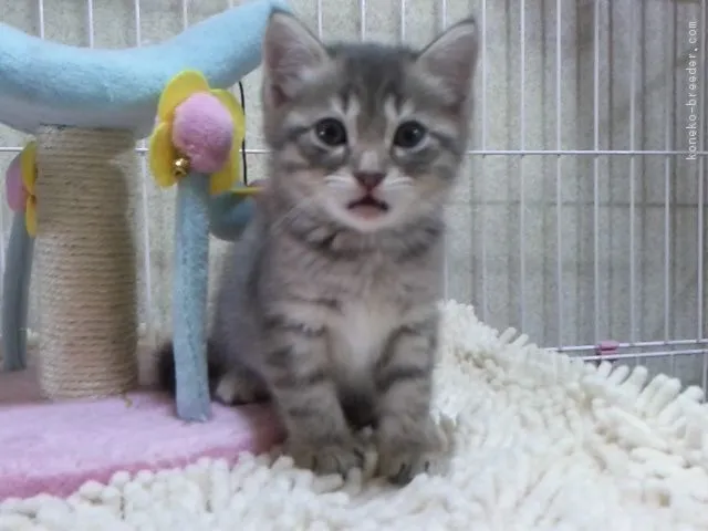 ID：1704-01189の子猫