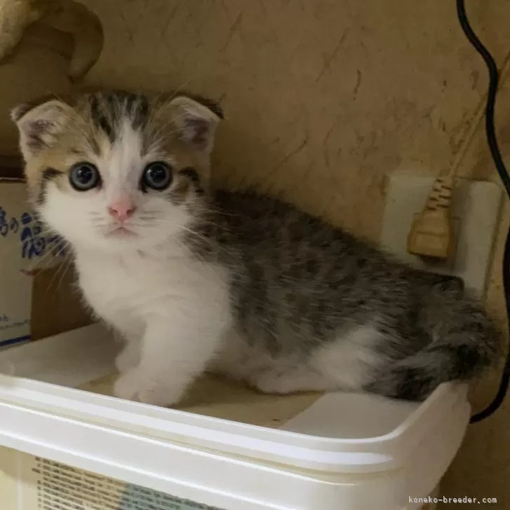 ID:2408-01609の子猫