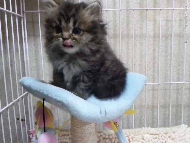 ID:1703-00055の子猫