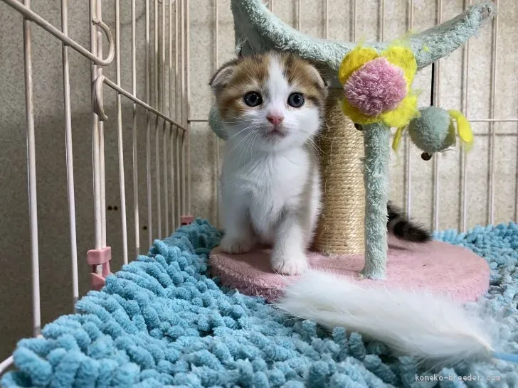 ID:2012-01040の子猫