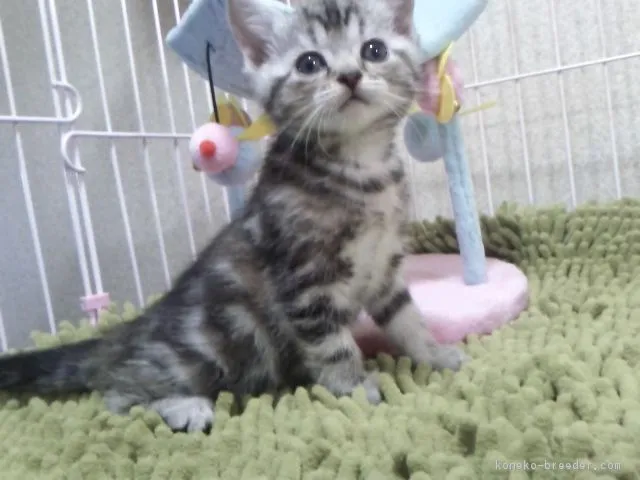 ID:1701-00808の子猫