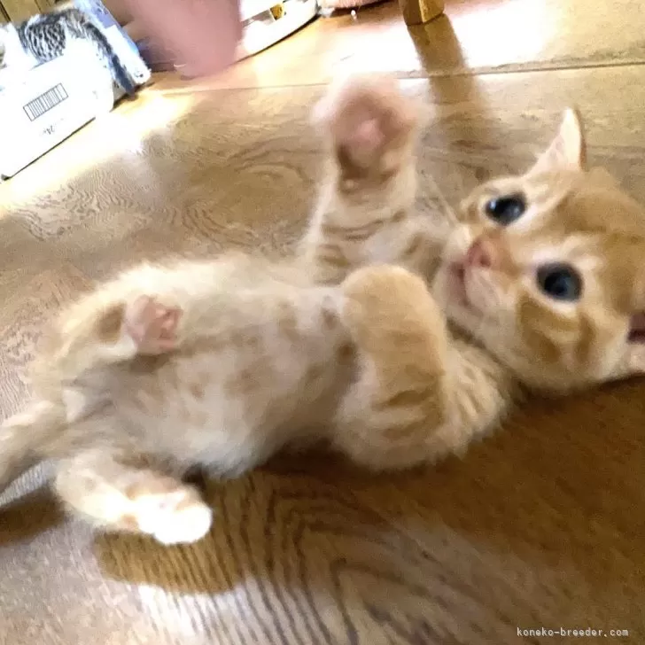 H.K 様のお迎えした子猫