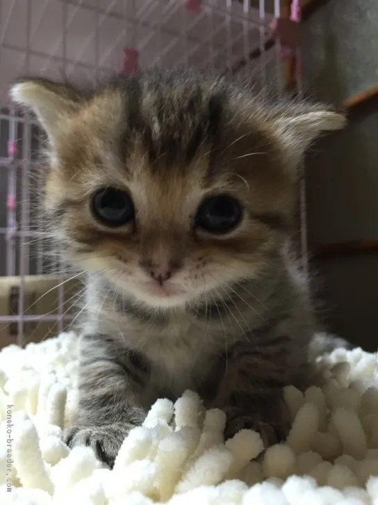 ID:1605-00160の子猫