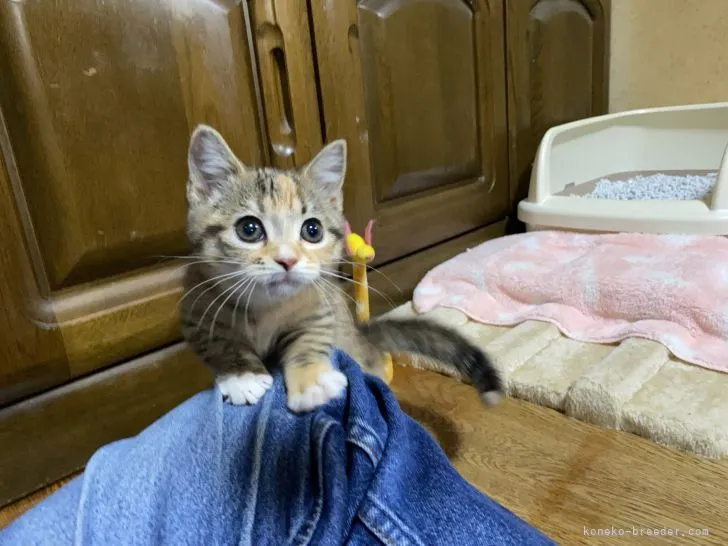 T.I 様のお迎えした子猫
