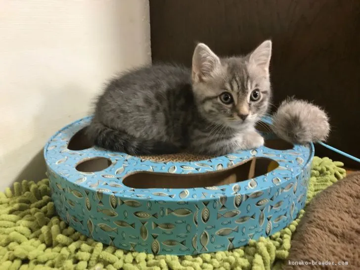 ID:1911-01229の子猫
