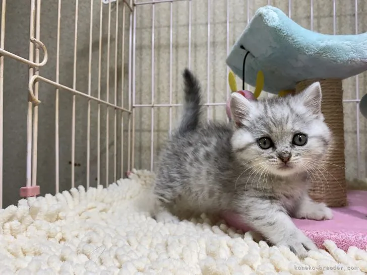 Y.K 様のお迎えした子猫