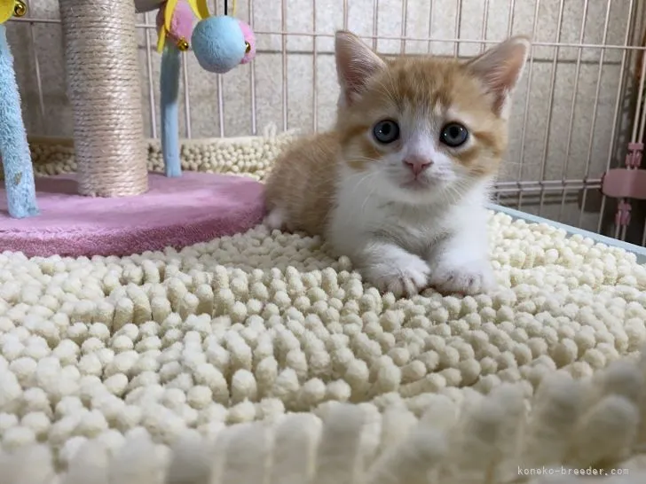ID:2106-01263の子猫