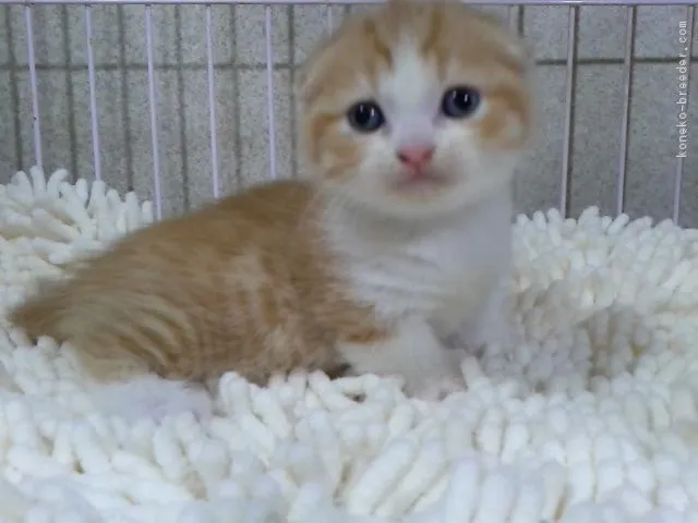 ID：1611-00006の子猫