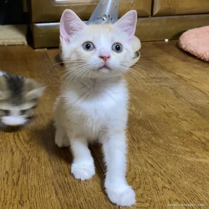 ID:2408-00727の子猫