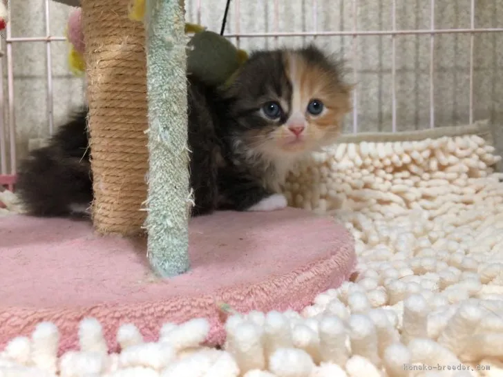 ID:1811-00148の子猫