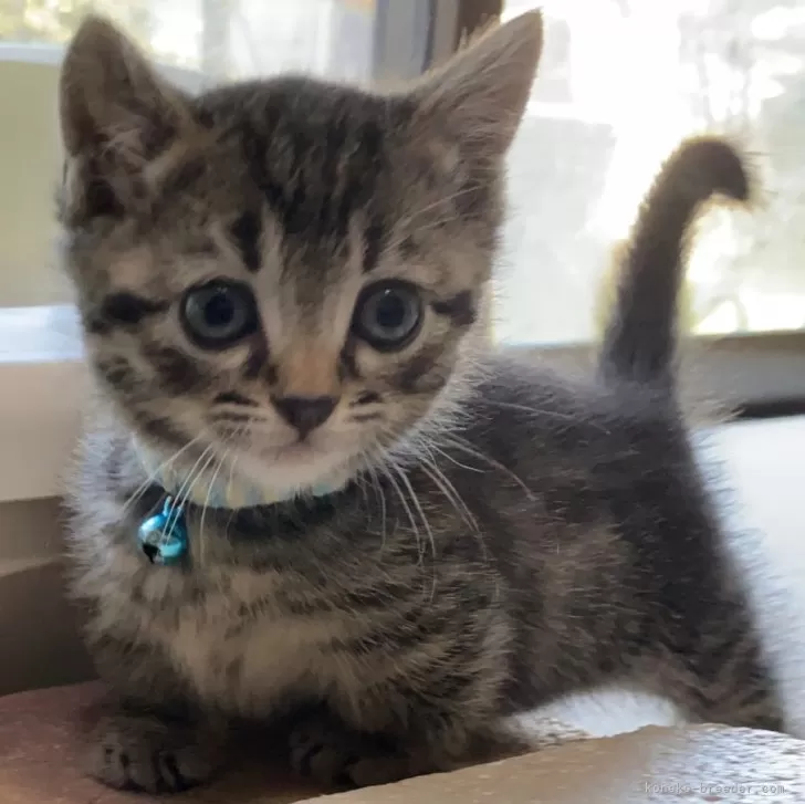 ID:2411-00557の子猫