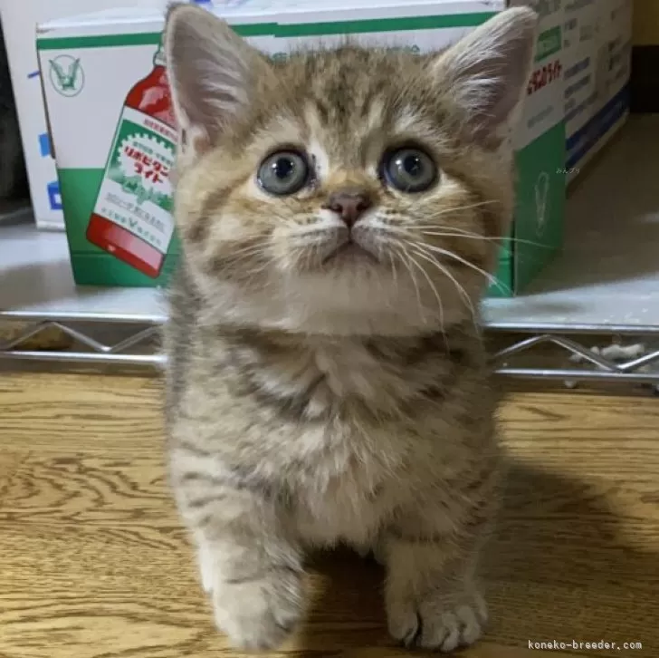 ID：2404-00246の子猫