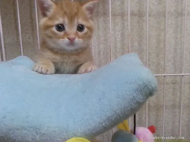 ID:1706-01017の子猫