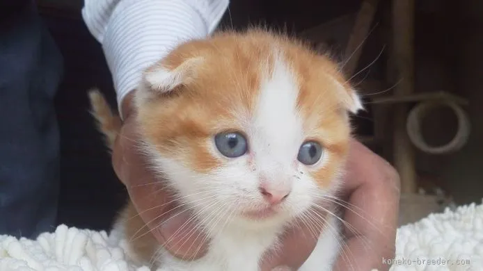 ID:1510-00099の子猫