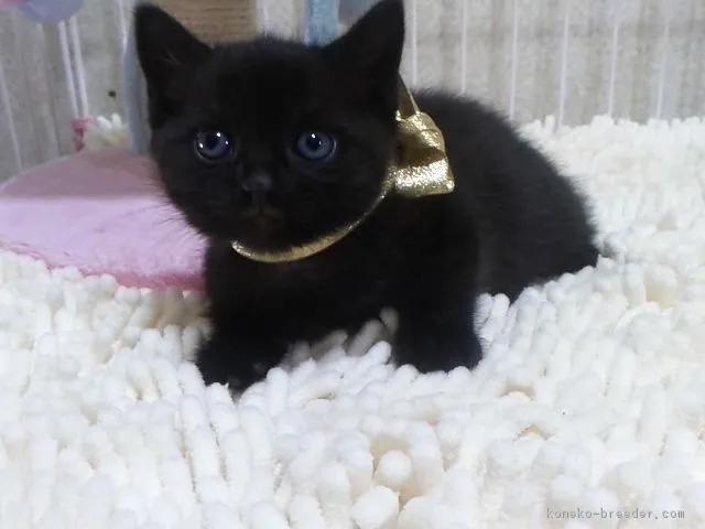 ID:1706-01391の子猫