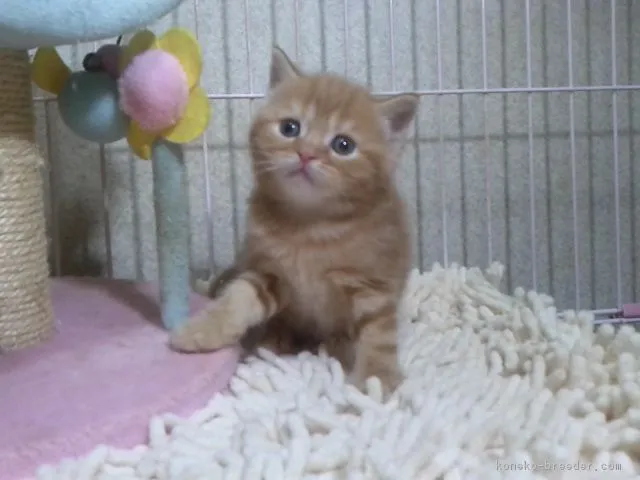 ID:1801-00026の子猫