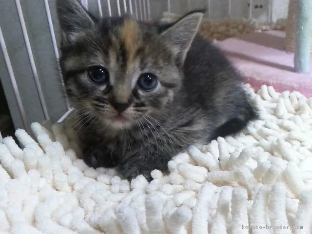 ID:1710-01201の子猫