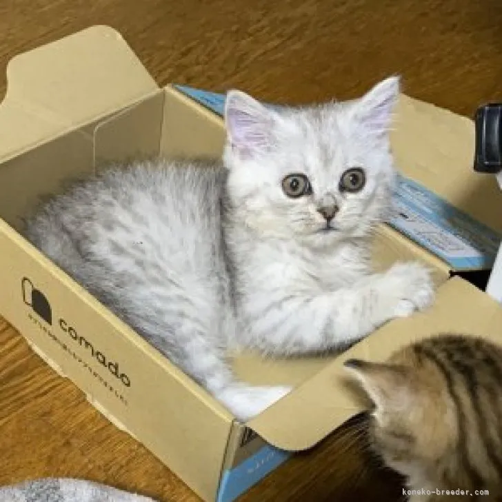 ID:2308-02108の子猫