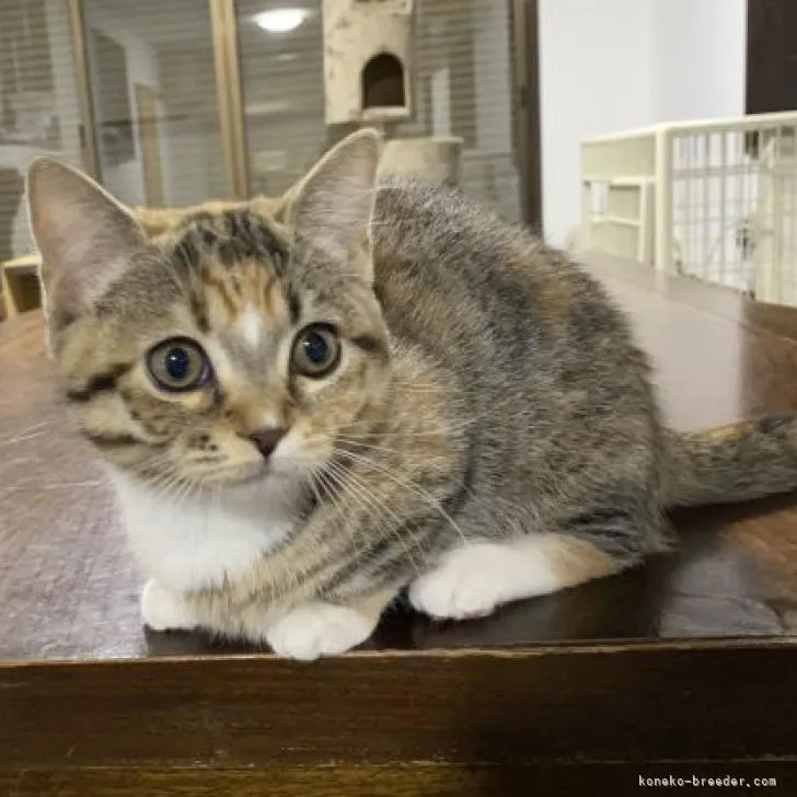 ID:2209-00173の子猫