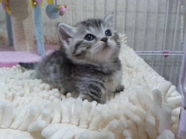 ID:1704-01187の子猫