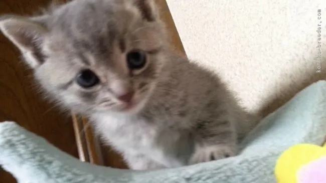 アロハム 様のお迎えした子猫