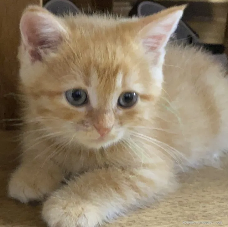 ID：2307-01793の子猫