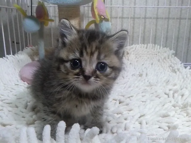 ID:1801-00951の子猫