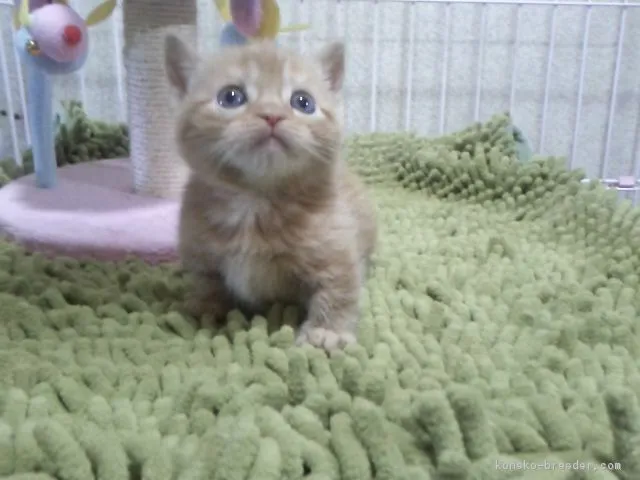 ID:1702-00051の子猫