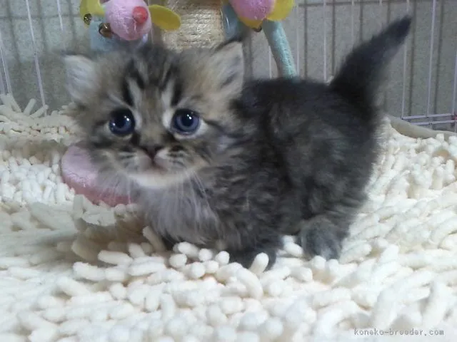 ID：1709-00871の子猫
