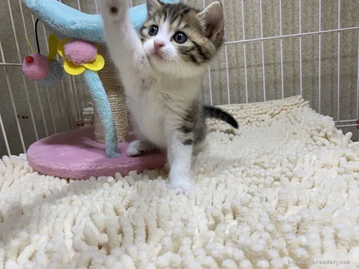 くるみ 様のお迎えした子猫
