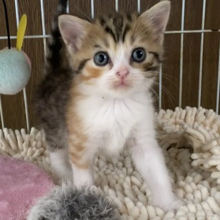 ID:2304-03609の子猫