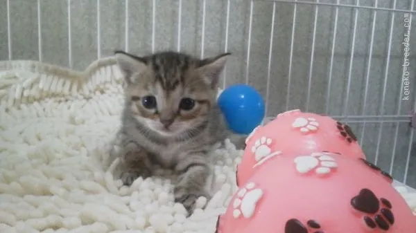 ID:1510-00654の子猫