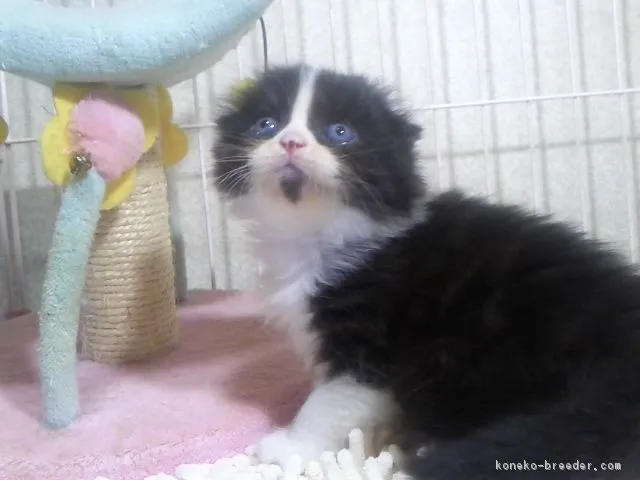 ID:1712-01033の子猫