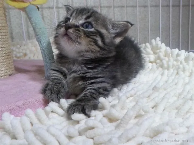 ID:1803-00603の子猫