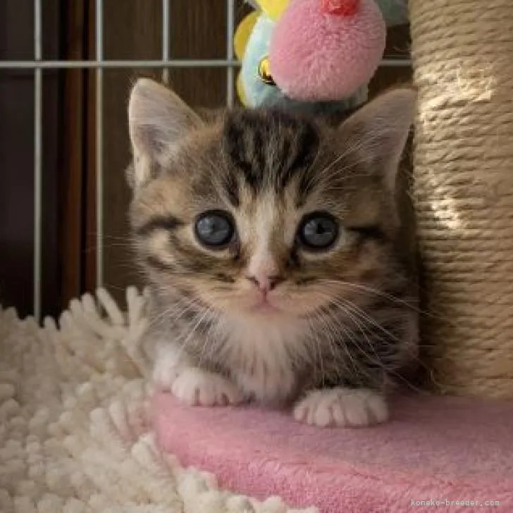 ID:2301-01535の子猫